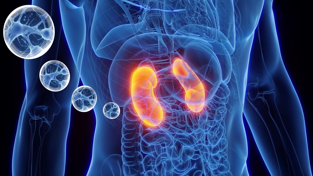 REJUVXL Cell Therapy